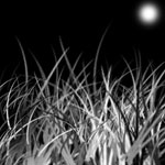 Grass and Night Sky