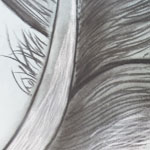 Feather - Magnification