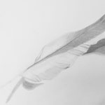 Feather - Sketch