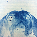 Cyanotype Dog