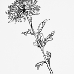 Chrysanthemum Contour 10 min Timed Drawing