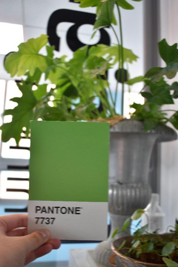 Pantone - Final 5